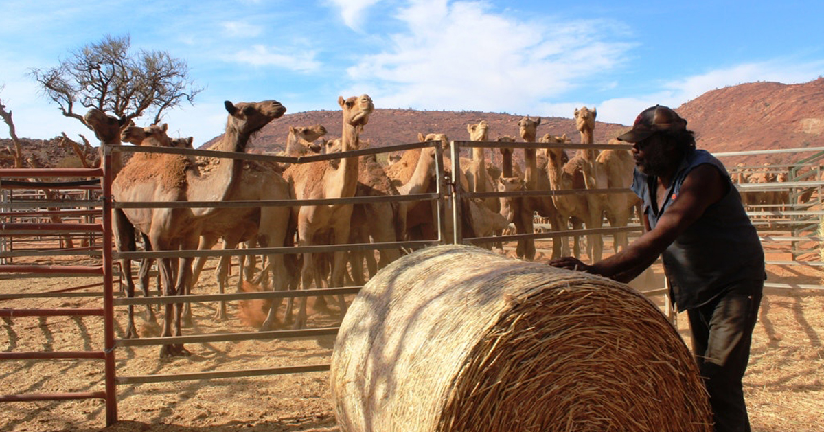 为了避免分薄人类水源，南澳逾5000骆驼遭屠杀。
