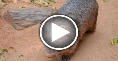 ◤澳洲林火◢ 地洞成避火安全屋  袋熊意外成动物英雄