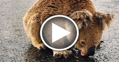 ◤澳洲林火◢ 树熊路边狂舔雨水  可怜模样令人心疼