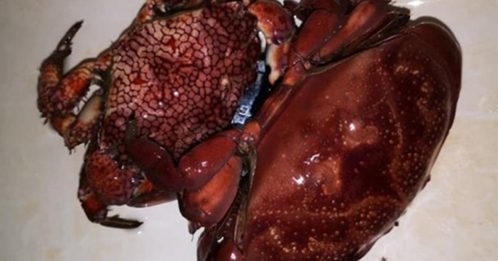 买海鲜买到毒蟹 专家：一次可死上百人