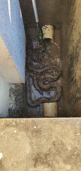 公主别墅外大沟沟渠处藏有3条大蟒蛇。（照由吉打消拯局提供）