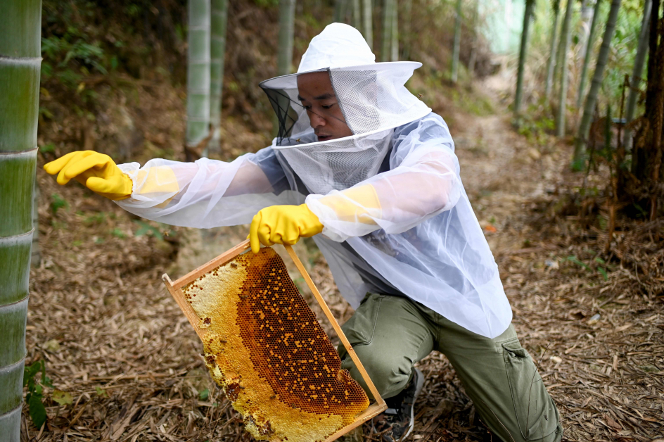 中国蜂农麻功佐展示刚收成的蜂巢。（法新社）
