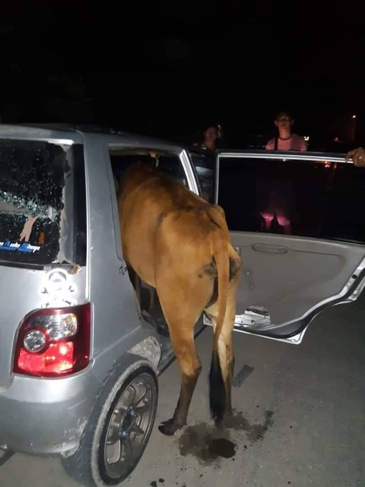 偷牛贼企图将整头牛塞进轿车内偷走。