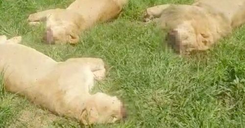 休闲农场8狮子遭盗猎 狮鼻狮爪都被砍了下来