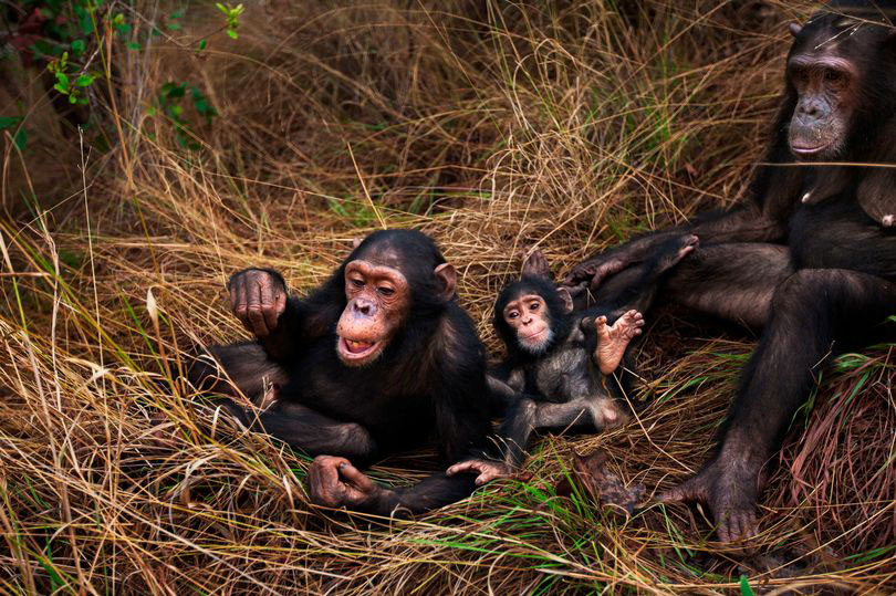 黑猩猩宝宝。