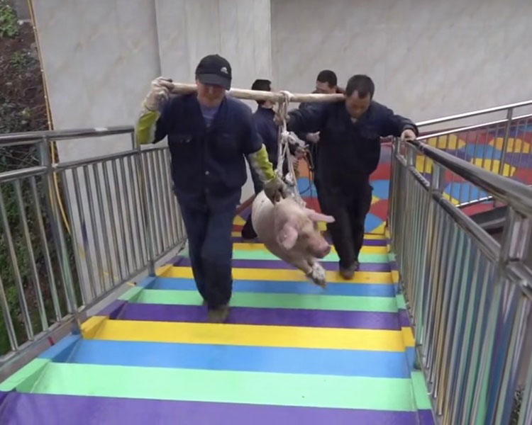 数名工作人员将一头150斤重的猪抬上高台。