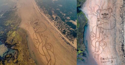 沙滩画出“巨大树熊” 眼神表达无奈与绝望
