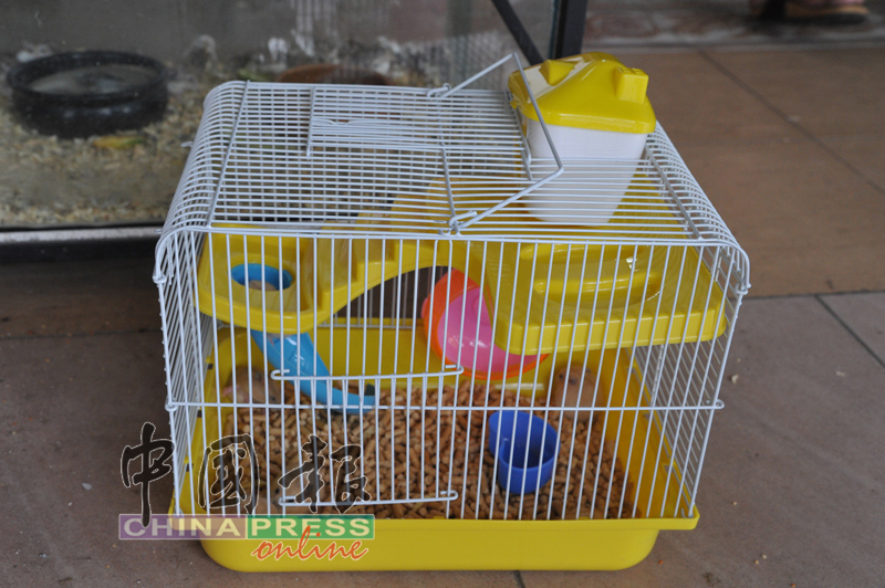 笼子是饲养宠物鼠的基本配备。