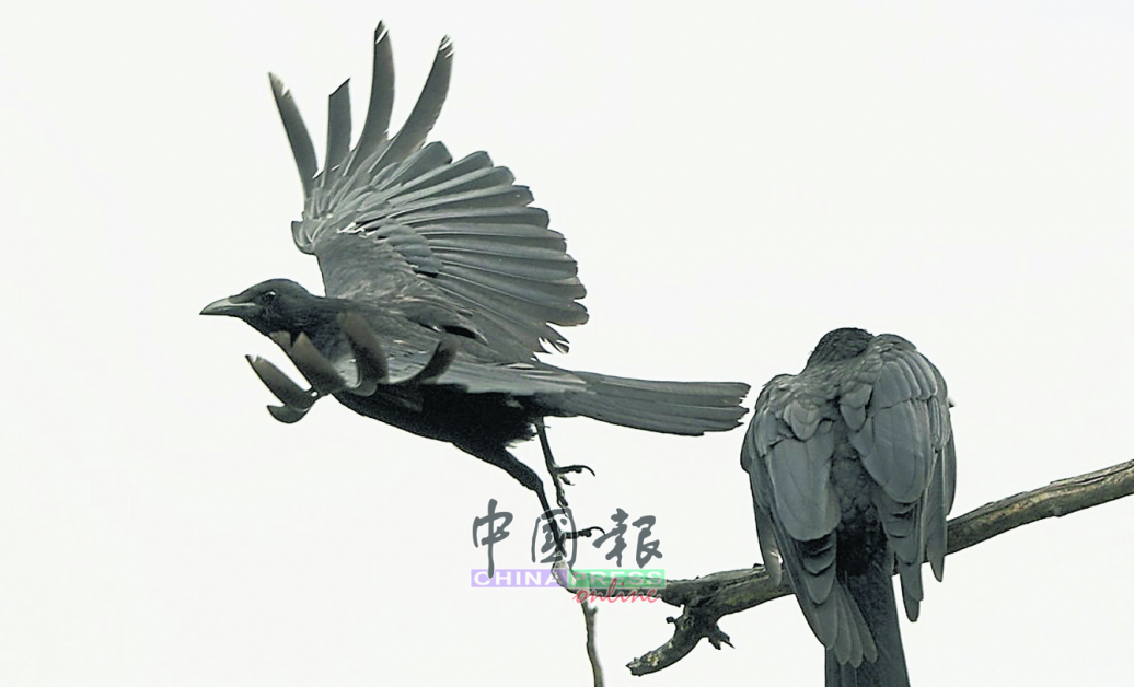 乌鸦为真武大帝修道之行引路而被奉为神鸟。