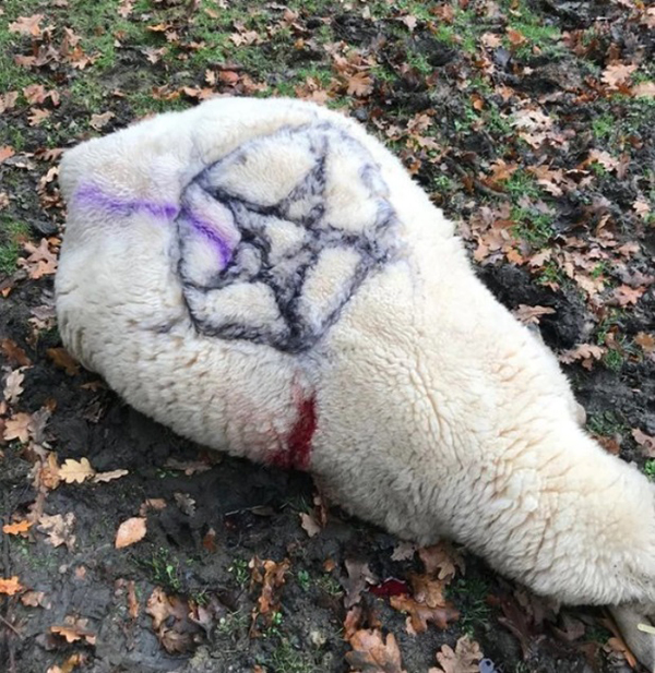 一具羊尸上被画了五芒星。