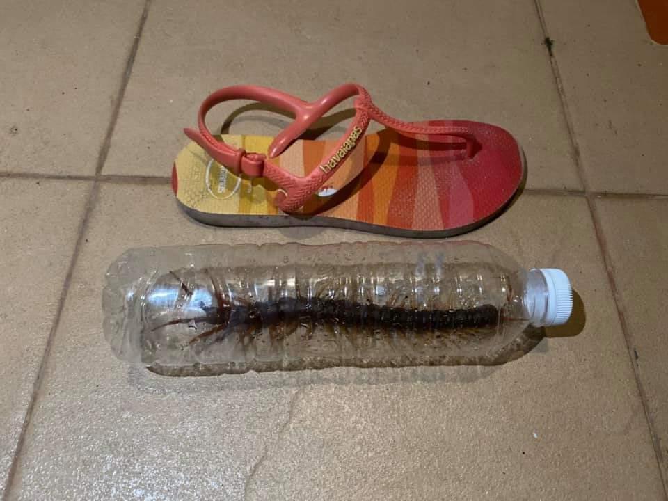 台湾网友在泰国酒店惊见巨大蜈蚣，跟凉鞋一样长。