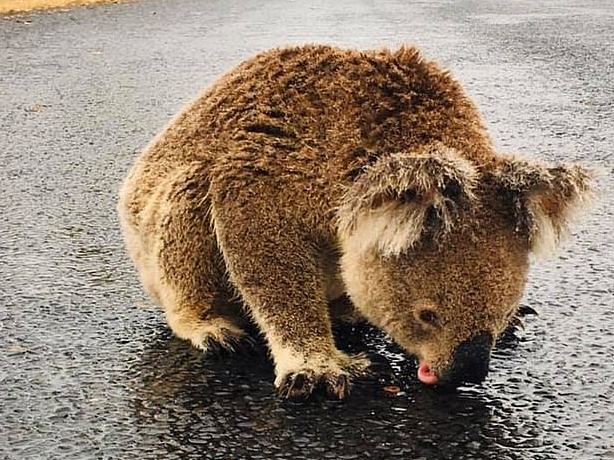 树熊路边舔雨水引发关注。
