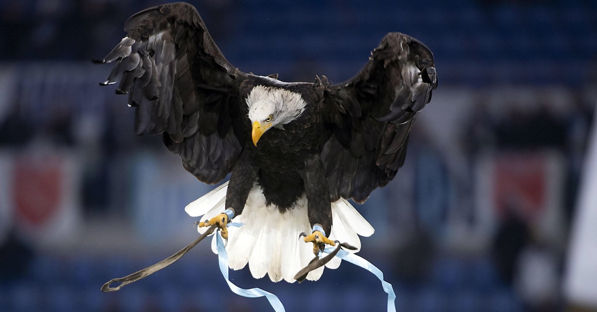 拉齐奥的吉祥物雄鹰叫奥林比亚。相信在意大利杯，这只雄鹰又再次高飞。（欧新社）