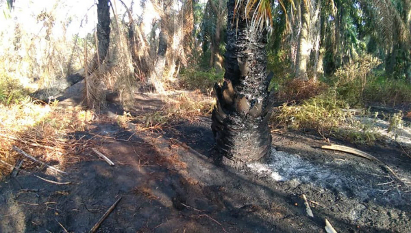 位于野新武吉哥柏的油棕园，连续三天三夜发生林火。