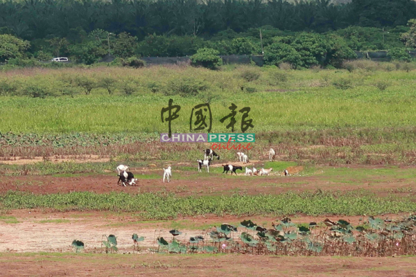 水坝无水露出地面，家禽也趁机到处觅食。