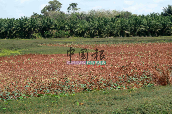 莲花随着失去水源的滋润，全数枯死。