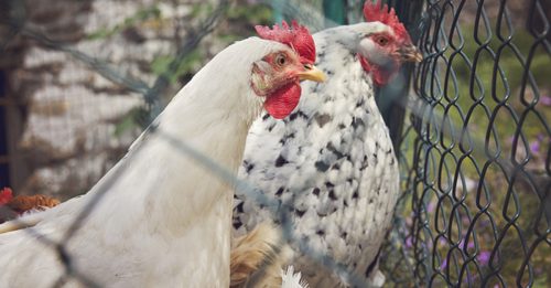 湖南爆发H5N1禽流感 扑杀1万7828只家禽
