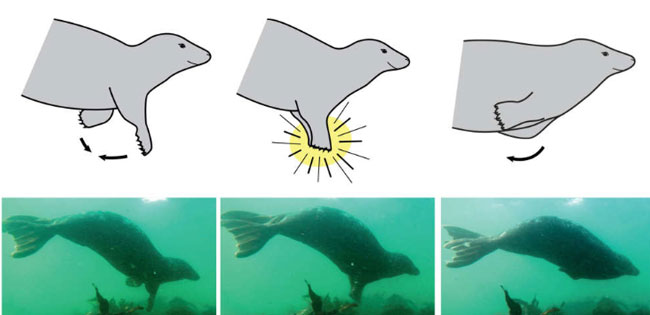英国研究人员近日首次成功录到野生灰海豹在海里拍动前肢，图为海豹拍动前的连环动作。