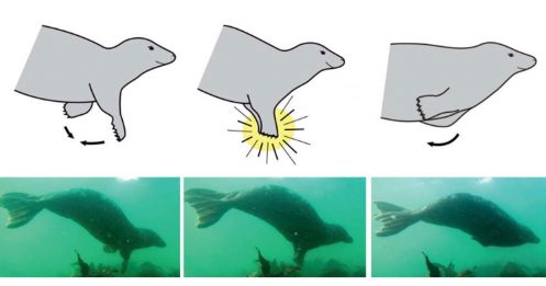 灰海豹在水下拍手 科学家：或为求偶行为