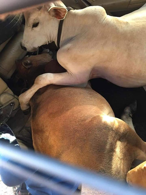 3头牛被注射麻醉药后，塞入乘客座位。
