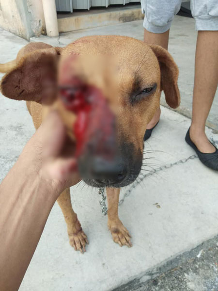 其中一只狗被打得血流满面，眼睛出血，伤势严重。