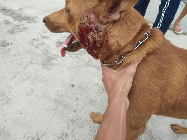 狗被乱棍打伤颈部。