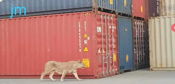 社交媒体疯传，一只狮子从货柜逃出后大闹巴生港口，随后被证实是假新闻。