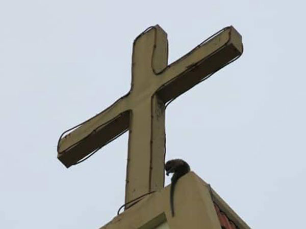小猴子爬上教堂上的十字架拉扯着电线。