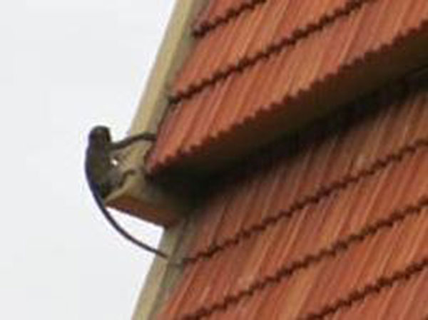 小猴子从教堂屋顶下来时，让人看了捏一把冷汗。
