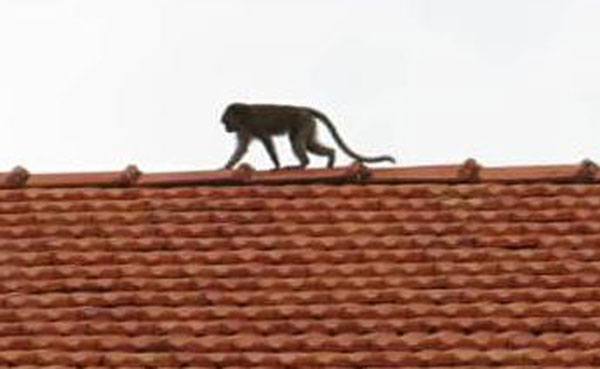 “好玩”的幼猴在教堂一带逗留约3小时，才逃入教堂后的油棕园。