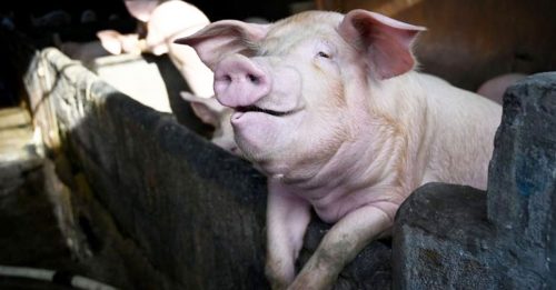 爆发新一轮非洲猪瘟  印尼近3000头猪死亡