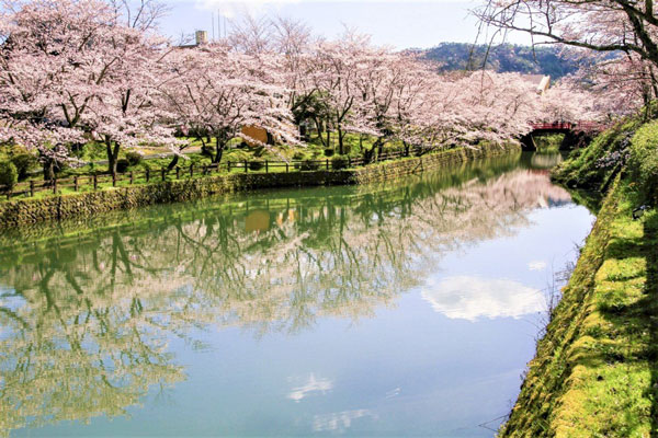 日本樱花季节的美景。