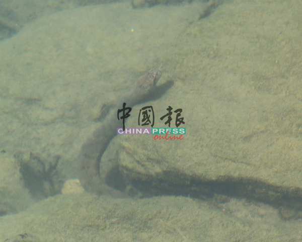 河中有不少水蛇，游客及民众受促勿到甲河泡脚或戏水。