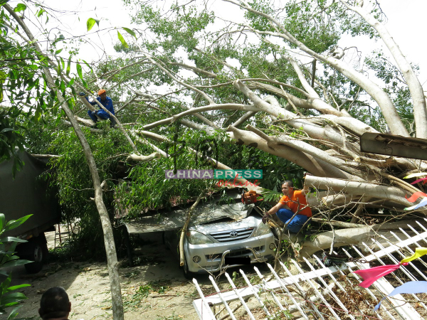 民防部一行人到场砍树，协助清理工作。