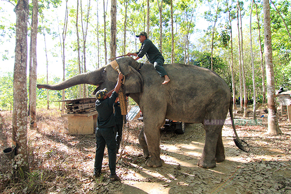 野生动物保护局人员，准备为驯化大象，穿上“迁象装备”。