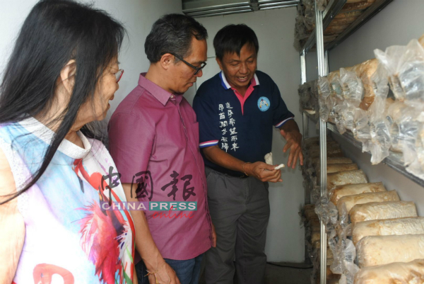 刘志良（左2）了解肯纳儿协会特殊青少年技职中心的蚝菇培植。右为肯纳儿协会农艺顾问陈雄诚。
