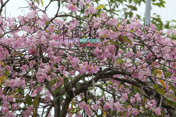风铃木外形与樱花极度相似，有粉红色花瓣，亦有白色花瓣。
