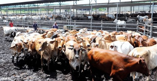 国家养牛公司吁新政府  批准2亿5千万贷款