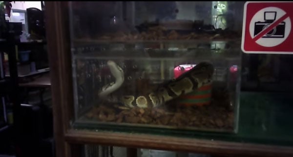 蛇。