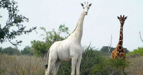 全球唯一 雌性白长颈鹿与幼崽被猎杀