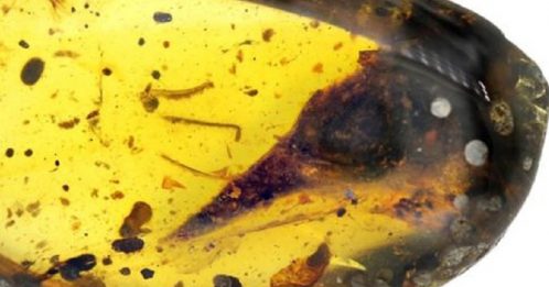 最小恐龙化石 缅甸亿年琥珀发现