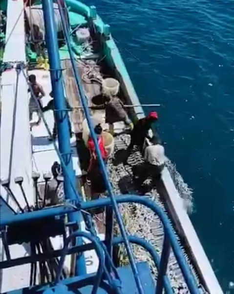 网传渔民把渔获直接倒海。