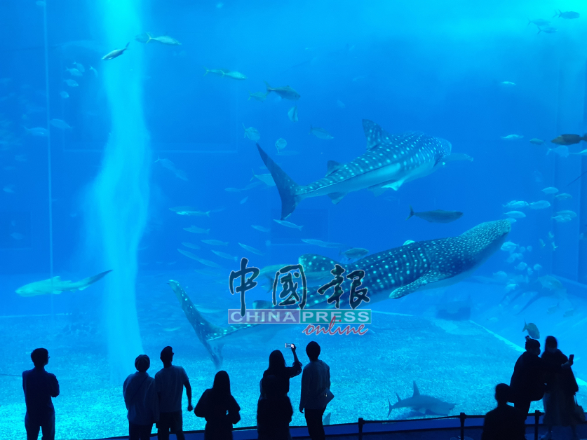 冲绳美丽海水族馆内的鲸鲨和它们的伙伴，等你来发掘它们的另一面。