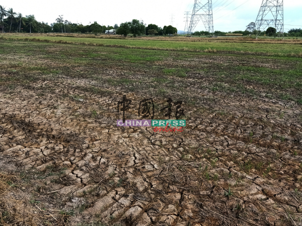 稻田土地干燥，大面积出现龟裂。