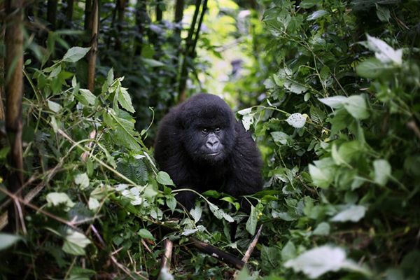 动保人士担忧非洲濒临绝种的山地大猩猩可能有感染的风险。（美联社）