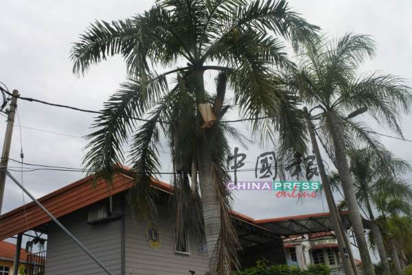 棕榈树在空中电缆之上，掉落时易拉址电缆。