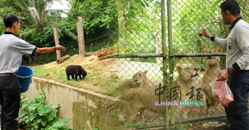 ◤行动管制◢ 太平动物园食粮暂充足 仍欢迎热心赞助