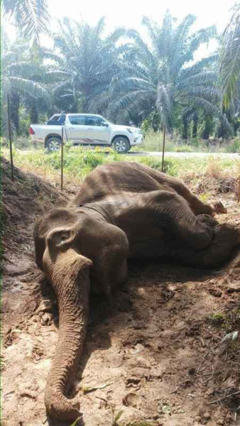 小矮象疑遭毒死，被发现倒卧在马鲁阿森林保护区内  。