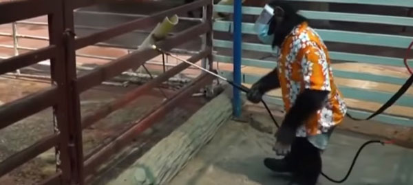 黑猩猩帮忙洒消毒水。