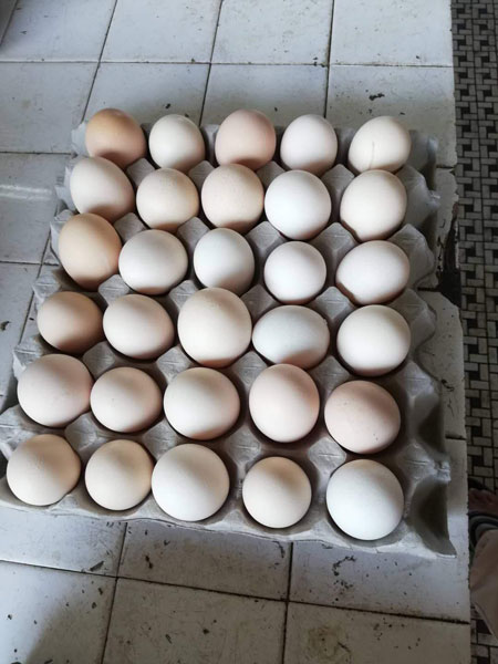 老农民售卖的甘榜鸡蛋，比一般市价便宜。